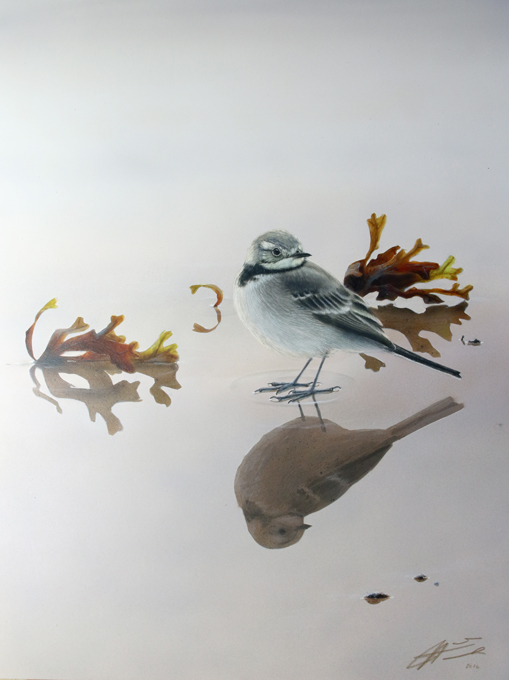 Vstrkki White Wagtail Motacilla alba