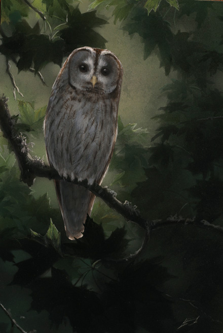 lehtopll, Tawny Owl, Strix aluco